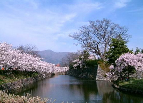 最美的櫻花在日本圖片