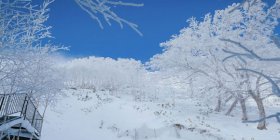 樂(lè)享北海道小樽函館富良野賞花5晚